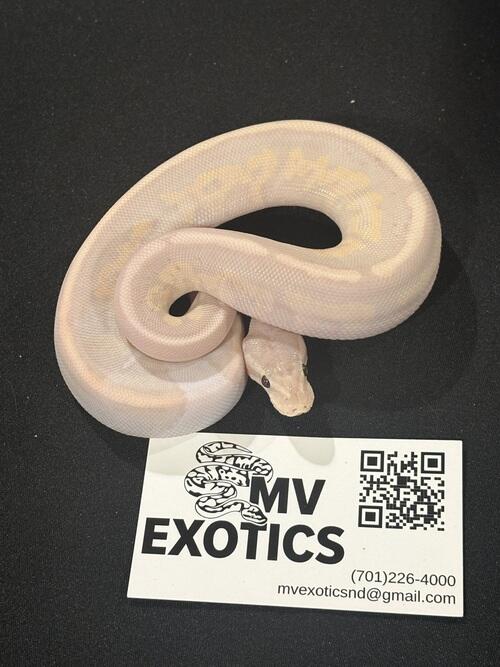 Super banana, cinnamon, het pied ball python | Mandan, ND