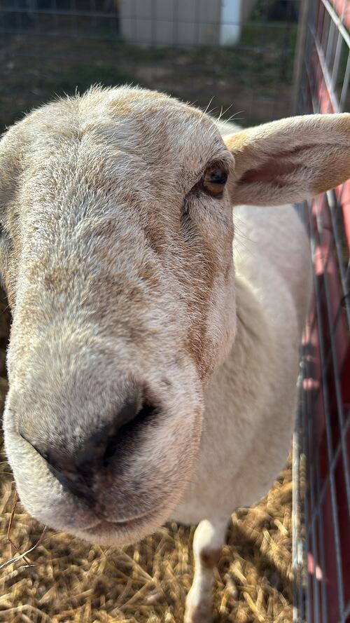 Iso Sheep Katahdin Sheep For Sale | Beulah, ND