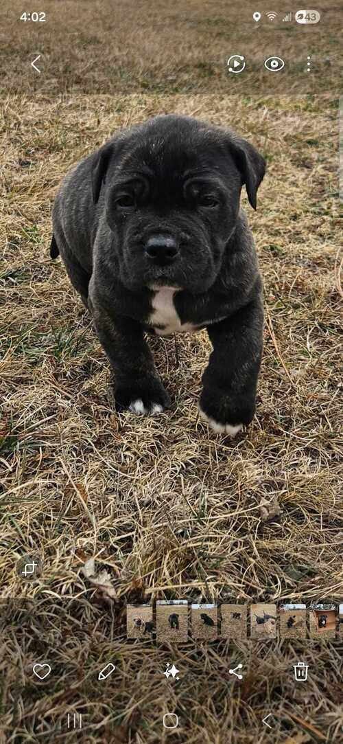 Cane Corso Pups | Solen, ND