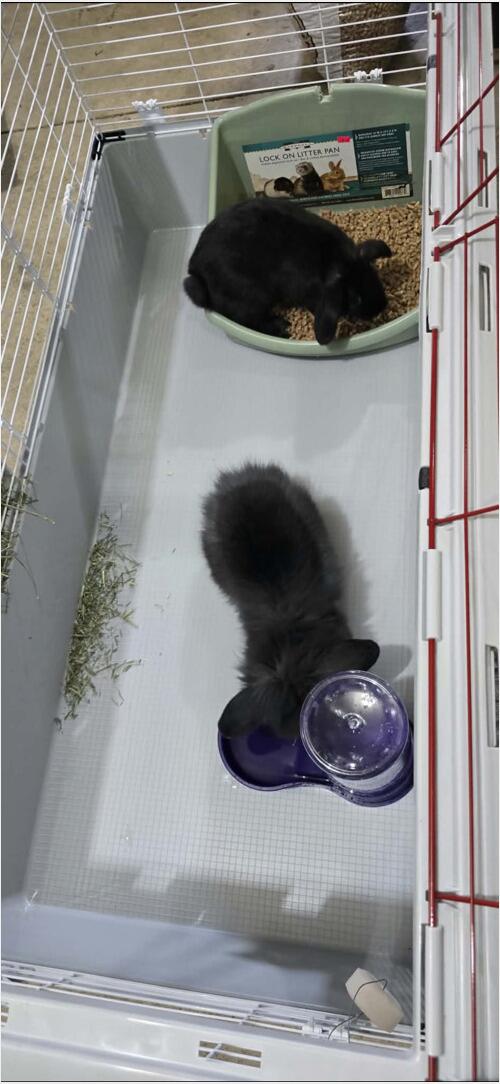 Lionhead (Lionhead) in Bismarck, ND