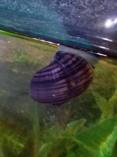 Mystery snail (Mystery snail) in Bismarck, ND