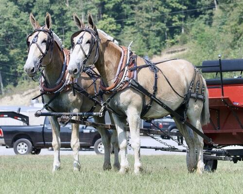 Draft (Percheron, Belgian, Clydesdale, Shire)