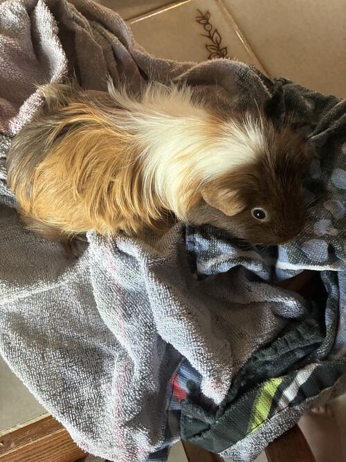Pig