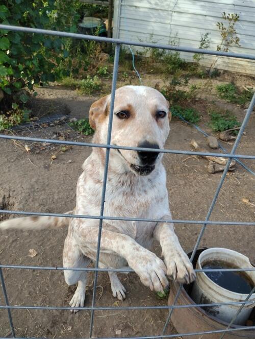 Australian Cattle Dog (Australian Cattle Dog) in McClusky, ND