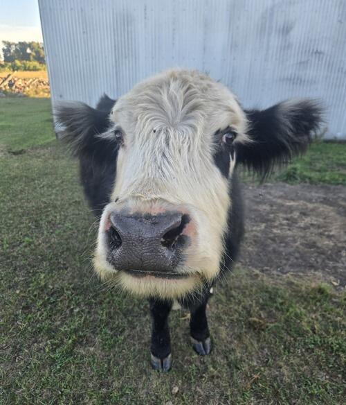 Cattle (Cattle, 4 yrs) in Fort Ransom, ND