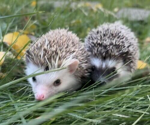 Hedgehog (Hedgehog) in Bismarck, ND