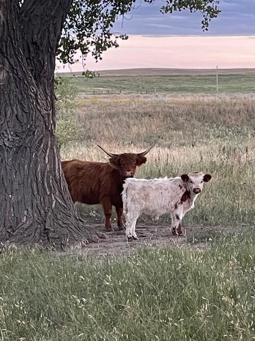 Cattle (Cattle) in Lemmon, SD