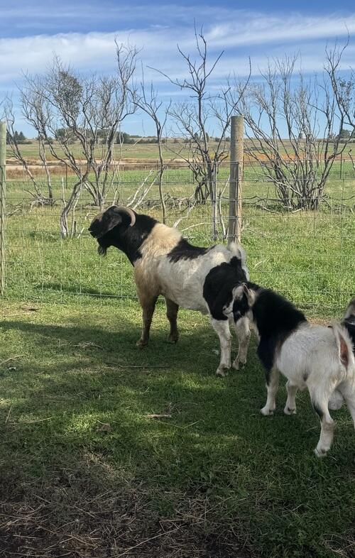 Boer (Boer) in Ryder, ND