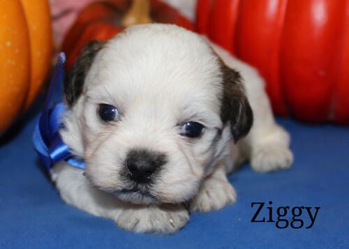 Bichon Frise