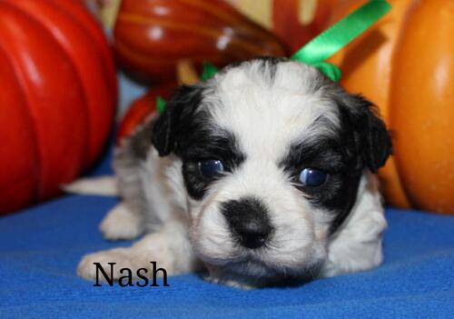 Bichon Frise