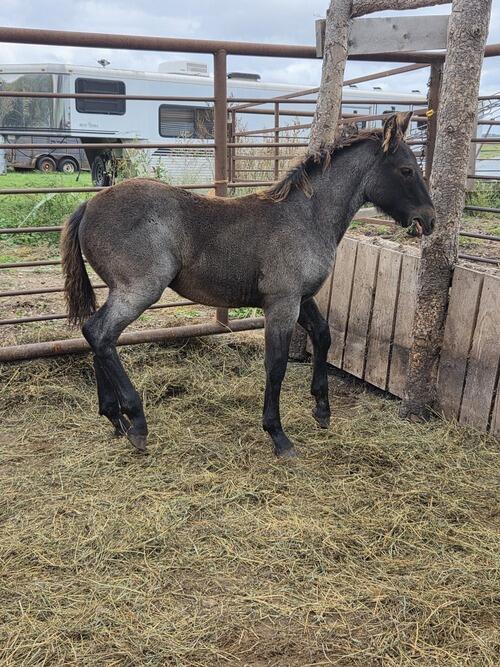 Draft (Percheron, Belgian, Clydesdale, Shire) (Draft (Percheron, Belgian, Clydesdale, Shire)) in Medina, ND