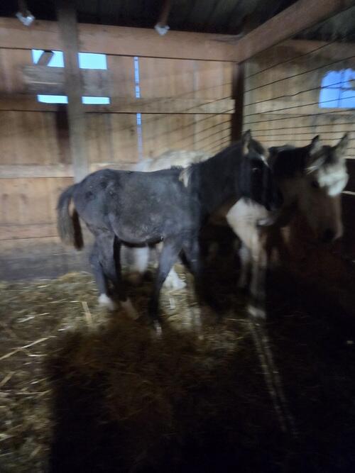 Draft (Percheron, Belgian, Clydesdale, Shire) (Draft (Percheron, Belgian, Clydesdale, Shire)) in Medina, ND