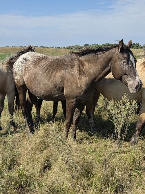 Draft (Percheron, Belgian, Clydesdale, Shire) (Draft (Percheron, Belgian, Clydesdale, Shire), Mare) in Medina, ND