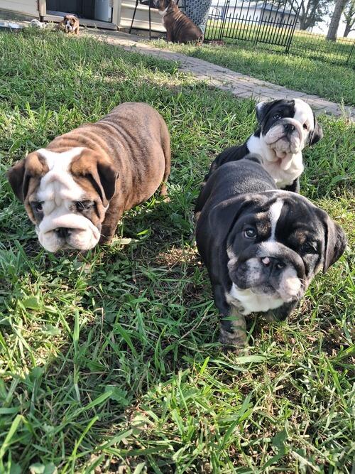 Bulldog (Bulldog) in Mitchell, SD
