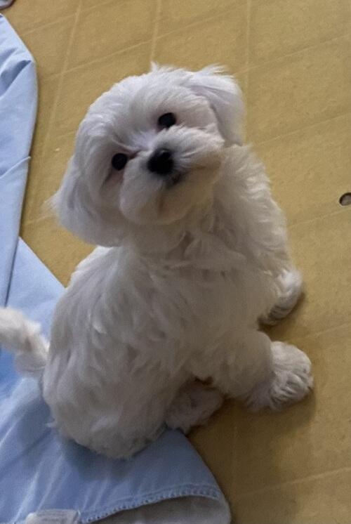 Dog