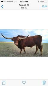 Blackfeather Cattle's Profile Photo