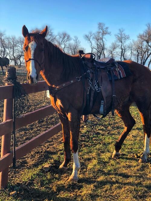 Thoroughbred