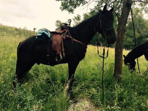 Tennessee Walking