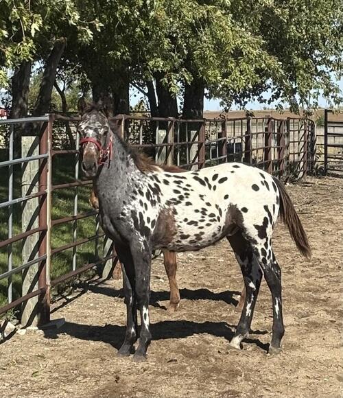 Appaloosa (Appaloosa) in Verona, ND