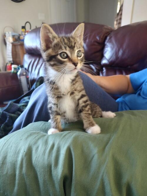Cat (Cat) in Granville, ND