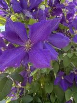 Sugarplum 's Profile Photo