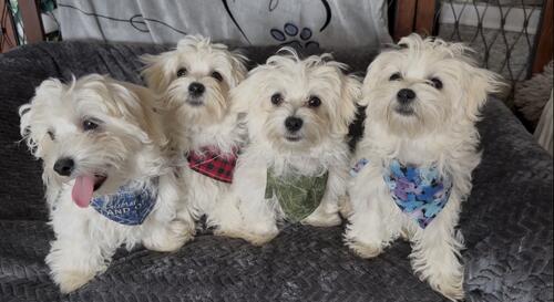 Maltese