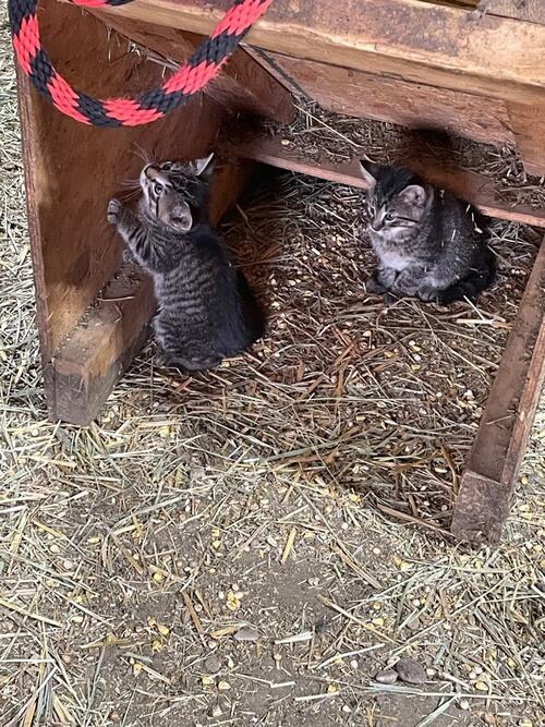 Cat (Cat) in Hettinger, ND