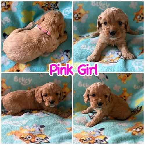 Cavalier King Charles Spaniel (Cavalier King Charles Spaniel) in Streeter, ND