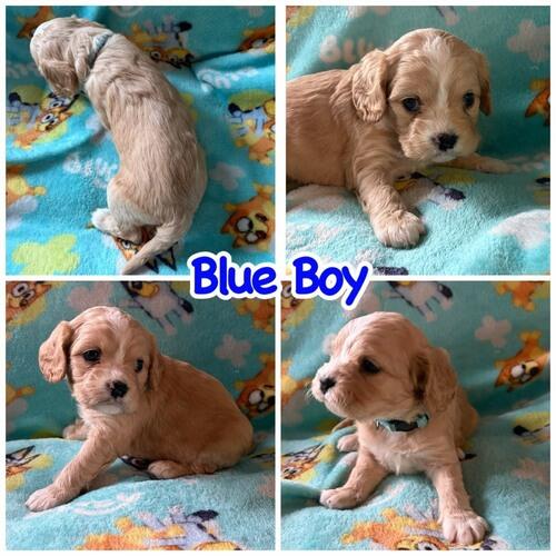 Cavalier King Charles Spaniel