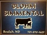 Blohm_Simmental's Profile Photo
